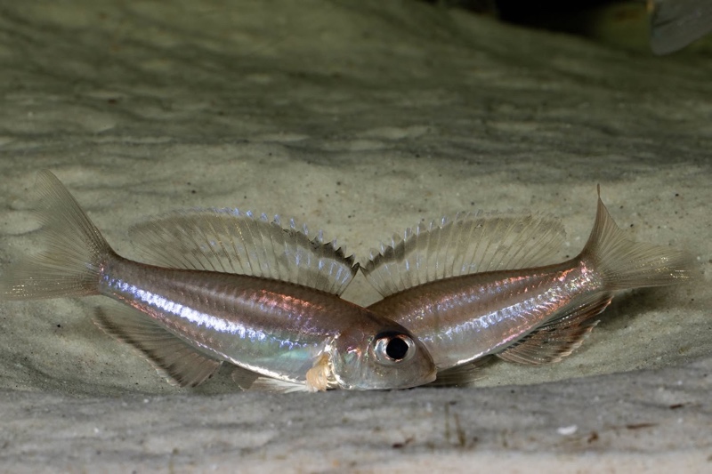 Trematocara marginatum 'Kigoma area'